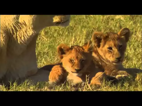 The Last Lions (2011) - Official Trailer [HD]