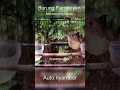 Download Lagu Burung Flamboyan manggil teman#masteranburung #flamboyangacor