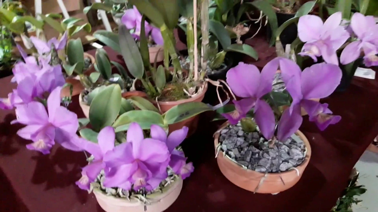 EXPOSIÇÃO DE ORQUÍDEAS NO MERCADO CENTRAL DE BELO HORIZONTE