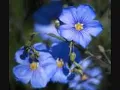 Keith Anderson - Pickin Wildflowers