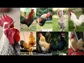 Rooster Crowing - Morning Rooster Sound - Hen Sound Manok Suara Ayam Berkokok Panjang Galo Cantando