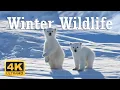 4K 11 Hours Of Animals In Winter Wonderland And Soothing Music for Relaxation Heart Music