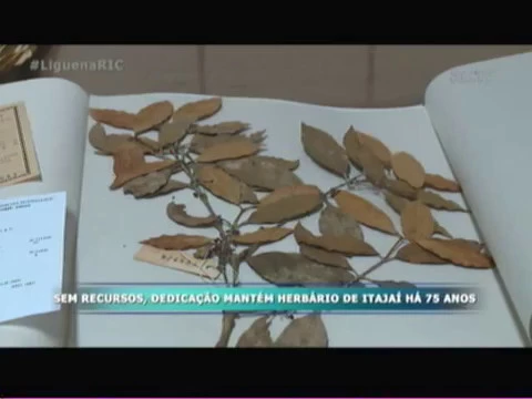 Herbário de Itajaí completa 75 anos
