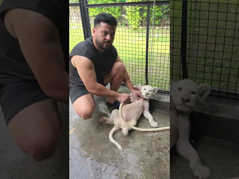 Little White Lion Loves to Take Shower in Summer | Nouman Hassan