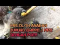 Download Lagu Cara Kasih Makan Anak Burung Pipit Dengan Poer