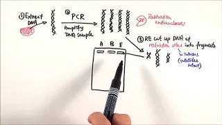 A2 Biology - DNA profiling OCR A Chapter 21 1