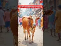 Download Lagu o sabke palanhaari tere dware bheed bhari || Cow’s Devotional Walk to Temple