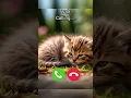 Lagu Volt Calling #ytshorts #cat #ringintone #irringtone #kitten