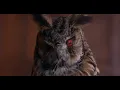 Have We Met Before? (feat. Fenne Lily) - Tom Rosenthal