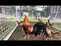 Goldenboy breeding pen