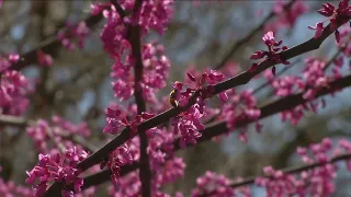 Itching and sneezing A longer than normal allergy season is in full swing