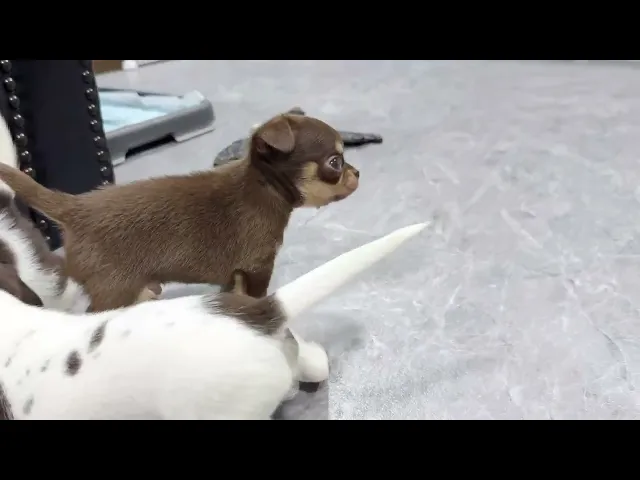 動画
