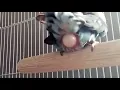 Download Lagu 🐦🥚 Lovebird laying an egg