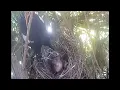 Download Lagu Magpie takes Blackbird chick from nest 11/4/2025