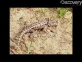 Lizards Show Evolution in Action