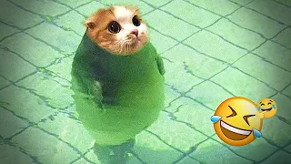 ๐ Funniest Cats 2025 | Hilarious Cat Videos Compilation ๐ฑ
