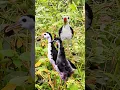 Download Lagu SUARA PIKAT RUAK RUAK INDUKAN DAN ANAKAN TERBARU #youtubeshorts #videoshort #suarapikatruakruakmp3