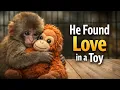 Lagu The Story of ‘Punch’: Japan’s Baby Monkey Who Found Love in a Toy