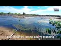 Download Lagu VIRAL MANCING,MAKAN IWAK KARING