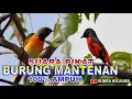 Download Lagu SUARA PIKAT BURUNG MANTENAN, 100% DIJAMIN AMPUH