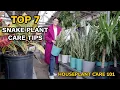 Top 7 Snake Plant Care Tips - Watering Repotting Soil Fertilizing More
