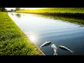 Download Lagu Things are BAD! Canals in trouble - rivers still closed!
