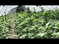 707 Chemdog at J Money s farm Oklahoma