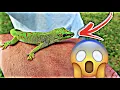CATCHING EXOTIC South Florida INVASIVES