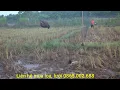 Download Lagu Đánh Chim Mắt Đỏ di cư/ Loại chim đem lại kinh tế cao