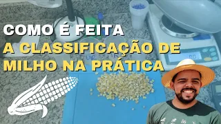 Como e feita a  CLASSIFICAÇÃO MILHO na prática