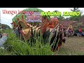 Lagu Tari Barong Kumbo Jaranan Wongso Kenongo|| Live Kayangan Segobang Licin