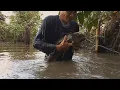 Download Lagu ang tunay na dambuhalang dalag, sobrang bigat ikarga#amazingfishing