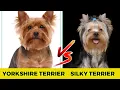 Yorkshire Terrier vs Silky Terrier 10 Major Differences You MUST KNOW