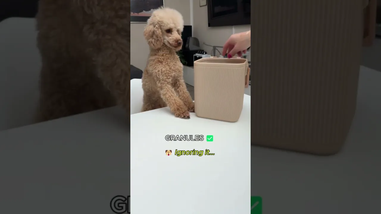 PAW CUBO GRANDE video thumbnail
