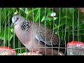 ❎TIẾNG CHIM CU GÁY Giọng Hấp Dẫn [ GÁY GỌI,THÚC,GÙ ]Kích Bổi Nhanh Nổi.Cu Gáy.Cu Đất,Cu cườm