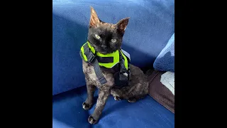 EP 7 – New Carpet and family sail to Fårösund