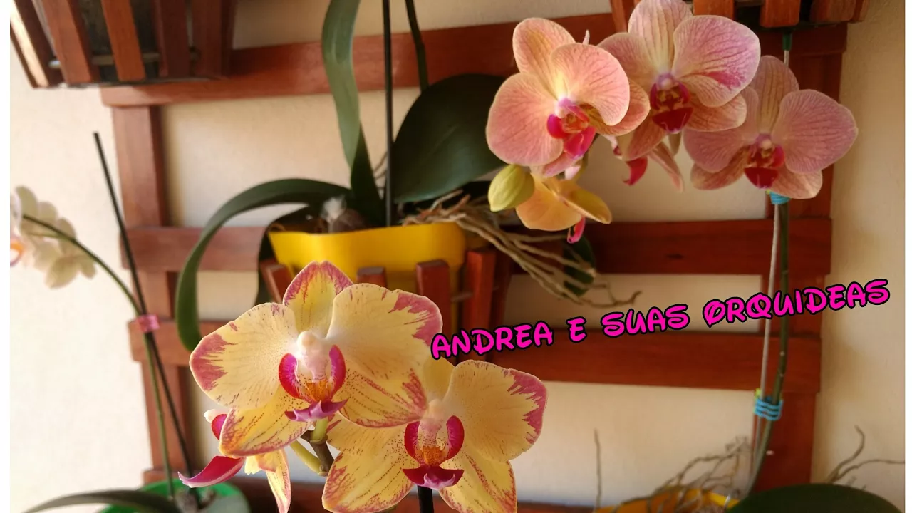 COMO CUIDAR DE ORQUÍDEA PHALAENÓPSIS PRIMEIROS PASSOS