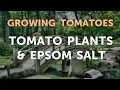 Tomato Plants Epsom Salt