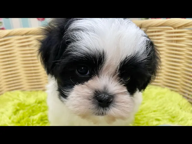 動画