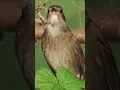 Download Lagu Thrush Nightingale Singing #nature #birds