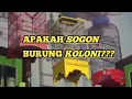 Download Lagu Manfaat koloni untuk burung sogon