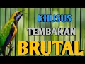 Download Lagu MASTERAN CUCAK CUNGKOK KHUSUS TEMBAKAN BRUTAL PANJANG