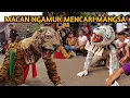 Lagu Macan Ngamuk Mencari Mangsa Bantengan Satria Macan Kumbang Live Kudur Gondang