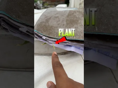 Growing plant in notebook part 2 😱 #shorts #trending  #ytshorts