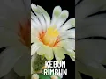 Download Lagu Tanaman Hias 100 Bunga Mekar Tanaman Viral Tahun 2022