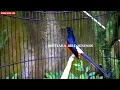 Download Lagu MURAI BATU GACOR ~ FULL ISIAN CUCAK CUNGKOK - PANCINGAN MURAI AGAR BUNYI  - MASTERAN MURAI BATU
