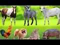 Download Lagu Farm Animal Food: Chicken, Duck, Pig, Goat, Dog, Sheep, Rabbit - Animal Sounds