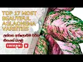 Top 17 Most Beautiful Aglaonema Varieties Stunning Indoor Plants You ll Love houseplants