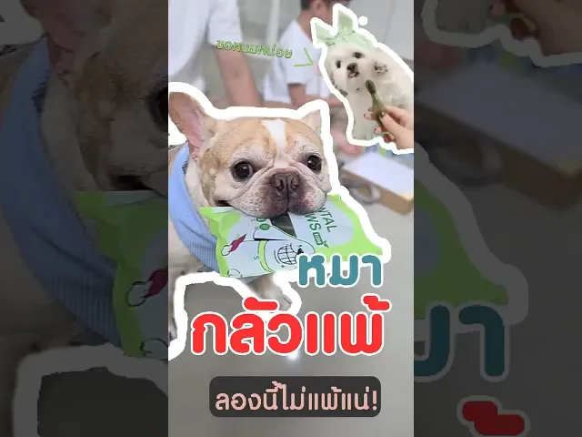 Skin & Coat Care and Dental Chews Vegan(copy)