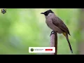 Download Lagu SUARA PANGGILAN BURUNG KUTILANG UNTUK PIKAT GENTILANG LIAR